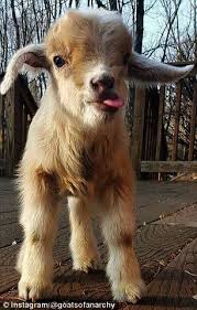 Puppies For Sale Near Me Facebook Excellent Cute Goats Cute Baby Animals Cute Animal Pictures