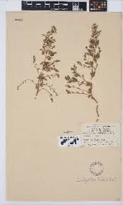 Image result for Scleria melanomphala