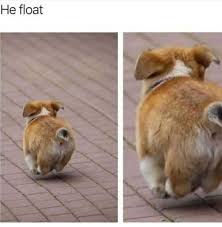 Floating Loaf Credit Unknown Hayvan Viralleri Hayvan Fikralari Komik Kopek Fotograflari
