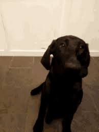 Dog Saying Hello Gifs Tenor Cute puppies, joyful dogs smile as wide as they can. dog saying hello gifs tenor