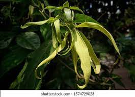 Menanam bunga kenanga dari biji lebih baik daripada memperbanyaknya dari stek. Bunga Kenanga Cananga Odorata Flowers Stock Photo Edit Now 1574729023