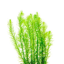 Image result for Mayaca