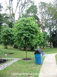 Image result for Cleistanthus