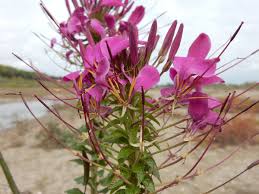Image result for Cleome houtteana