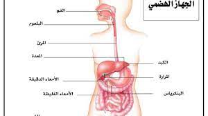 تعريف الجهاز الهضمي digestive system map chart