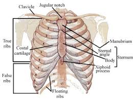 There are twelve pairs of ribs that form the protective cage of the thorax. Rib Cage