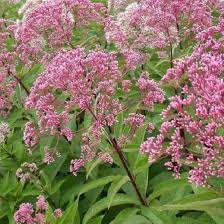 Image result for Oxyanthus pyriformis