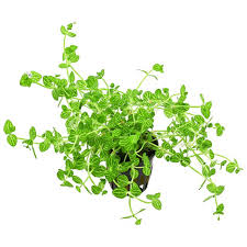 Image result for Lindernia monroi