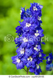 The lilac flowers appear in large panicles from spring to early summer. Delphinium A Popular Garden Plant Of The Buttercup Family That Bears Tall Spikes Of Blue Flowers Canstock