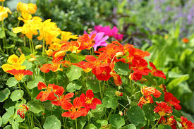 All other taxable goods and services: How To Mix Ornamental And Edible Plants In Your Garden