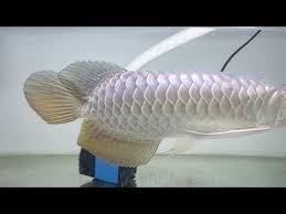 9 Mgbb Arowana Eating Worm Youtube Ocean Inspiration Betta Fish Monster Fishing