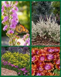 Image result for Cystostemon