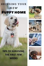 Bringing Your New Puppy Home The First 48 Hours Wag The Pup New Puppy Bringing Home Puppy Puppy Training