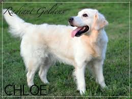 Available Puppies Radiant Goldens Breeder Of English Cream Golden Retriever Puppies Tn