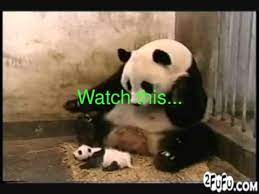 Sneezing Baby Panda Scares Hungry Mama Youtube