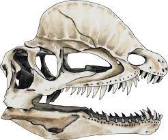 Dilophosaurus Skull Art Print By Shoddyfox X Small Skull Art Print Skull Art Tattoo Style Art
