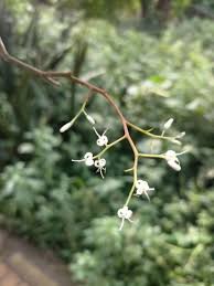 Image result for Apodytes