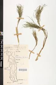 Image result for Diplolophium africanum