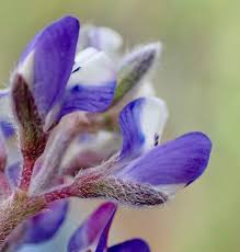 Image result for Pachylobus