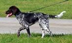 Small Munsterlander Dog Breed Profile | Petfinder