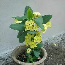 Ada bunga kecil dan ada yang besar. Buy Pokok Mahkota Berduri Seetracker Malaysia