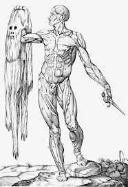 Trying to improve your art by studying anatomy? Michelangelo Art Anatomy And The Kidney Sciencedirect