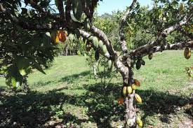 It is also a pretty difficult task to get down (you think cloning is hard :. War Of Clones Native Cocoa Breaks The Mould In Pangoa Rikolto International