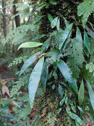 Image result for Antrophyum