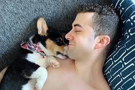 Fundraiser by Olivier Maltais : Thomas the Corgi: Puppy Diabetes Survival