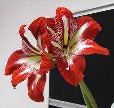 Image result for Hippeastrum sp. cultivars