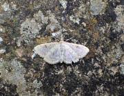 Image result for Anania perlucidalis