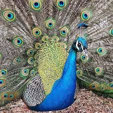 260 Likes 5 Comments National Zoo Canberra Nationalzoo On Instagram Did You Hear The Story About The Peacock Me Neither Instagram Beautiful Animals