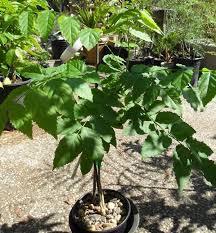 Image result for Fernandoa