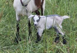 Is there any way to take care of 5 day old babies? How To Take Care Of Newborn Baby Goats Newborn Baby