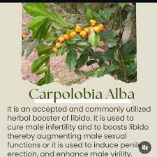 Image result for Carpolobia