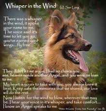  16 Rip Ideas Pet Loss Grief Dog Quotes Pet Loss