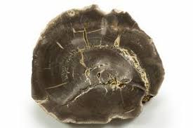 Image result for Pycreus mortonii