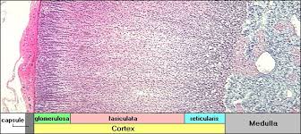 Overview Of Adrenal Histology