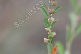 Image result for Phyllanthus maderaspatensis