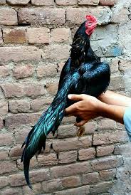 Murga bazi, aseel murga, aseel breeding, aseel murga 2020, rooster cage setup, backyard chickens, rooster cage making, chicken coop, aseincubator, pakistani aseel murga, rooster cage d. Aseel Murga Pakistan Added A New Photo Aseel Murga Pakistan