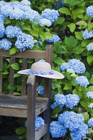 Una corretta potatura delle ortensie ti permette di avere piante belle, sane, dalla forma regolare e con fioriture regolari, anno dopo anno. Pin Em Fleurs Bleues Violettes