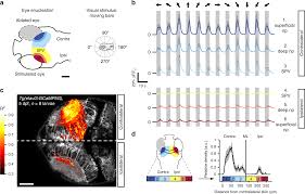 The pit organ is what allows them to sense the infrared thermal radiation (heat) emitted by their prey in the dark. An Interhemispheric Neural Circuit Allowing Binocular Integration In The Optic Tectum Nature Communications