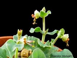 Image result for Euphorbia glanduligera