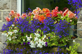 The best flower annuals for a window box. 40 Window And Balcony Flower Box Ideas Photos Home Stratosphere