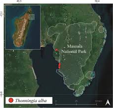 Image result for Thonningia