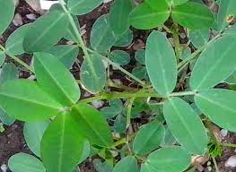 Check spelling or type a new query. Grow Your Own Peanuts The Grantham Gardener