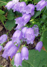 Use them in commercial designs under lifetime, perpetual & worldwide rights. Names Of All Flowers