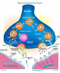 Clostridium botulinum can produce botulinum toxin in food or wounds and can cause botulism. Clostridium Botulinum Neu2011 Microbewiki
