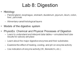 Lab 8 Digestion Ppt Video Online Download