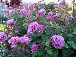 Id# rosa floribunda 'angel face' angel face rose: To Share A Few Of My Roses Rose Gallery Forum Gardenweb Floribunda Rose Rose Trees Angel Face Rose